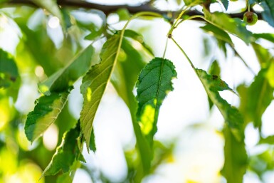Malus toringo cépée
