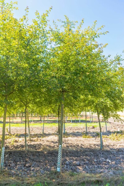 Malus toringo 'Brouwers Beauty' haute-tige 10/12