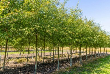 Malus toringo 'Brouwers Beauty' haute-tige 10/12