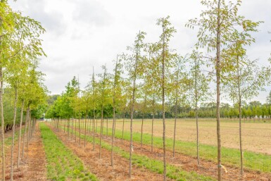 Malus toringo 'Brouwers Beauty' haute-tige 10/12