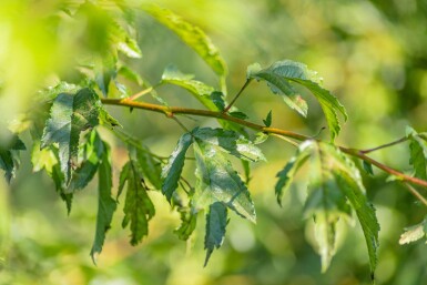 Malus toringo 'Brouwers Beauty' haute-tige 10/12