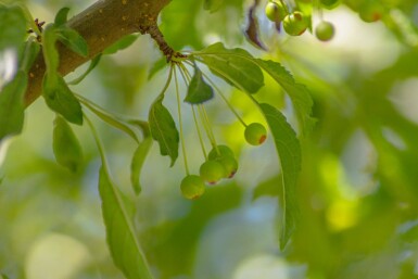Malus toringo 'Brouwers Beauty' haute-tige 10/12