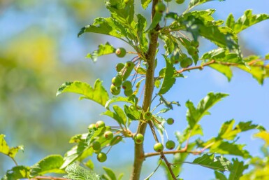 Malus toringo 'Brouwers Beauty' haute-tige 10/12