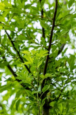 Malus toringo 'Brouwers Beauty' haute-tige 10/12