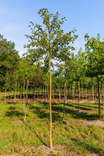 Malus tschonoskii haute-tige 14/16