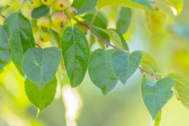 Malus tschonoskii haute-tige 14/16
