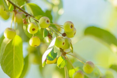 Malus tschonoskii haute-tige 14/16