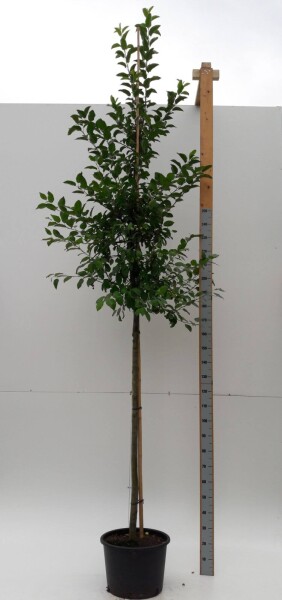 Malus 'Evereste' haute-tige 6/8