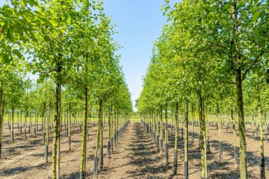 Malus 'Evereste' haute-tige 6/8