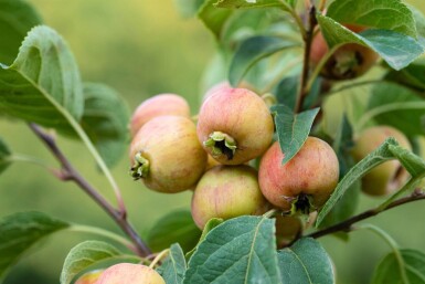 Malus 'Evereste' haute-tige 6/8