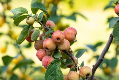 Malus 'Evereste' haute-tige 6/8