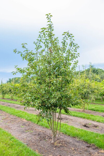 Malus 'Evereste' cépée 150-175