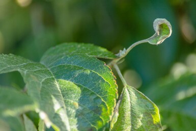 Malus 'Evereste' cépée 150-175