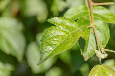 Malus 'Evereste' cépée 150-175