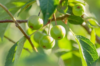 Malus 'Evereste' cépée 150-175