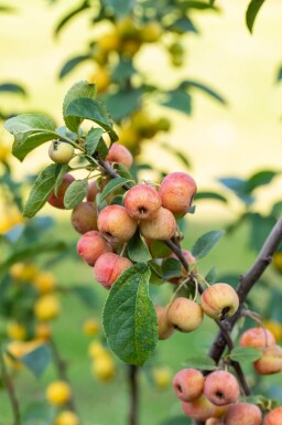 Malus 'Evereste' cépée 150-175