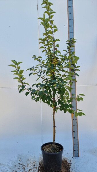 Malus 'Evereste' demi-tige 120cm tronc