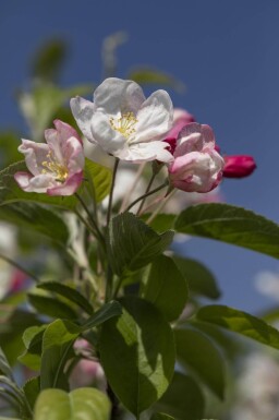 Malus 'Evereste' demi-tige 120cm tronc