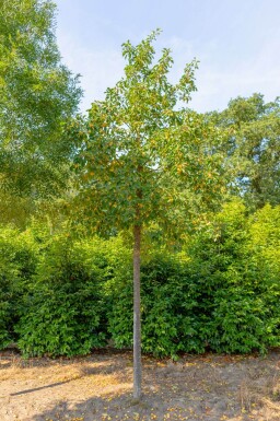 Malus 'Golden Hornet' haute-tige