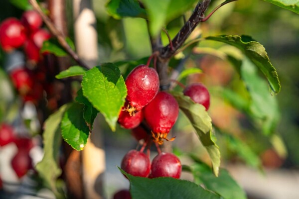 Malus 'Red Obelisk' haute-tige 10/12