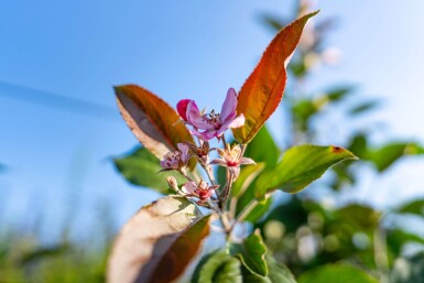 Malus 'Red Obelisk' haute-tige 10/12