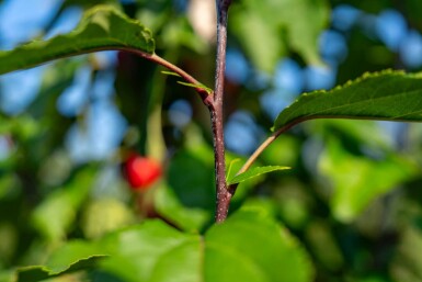 Malus 'Red Obelisk' haute-tige 10/12