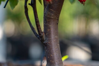 Malus 'Red Obelisk' haute-tige 10/12