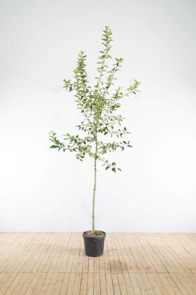 Malus 'Red Sentinel' haute-tige 6/8