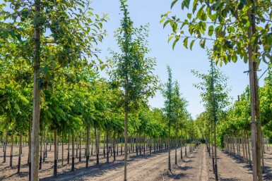 Malus 'Red Sentinel' haute-tige 6/8