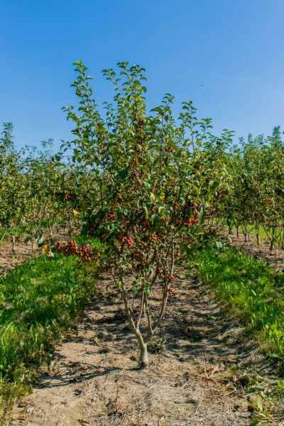 Malus 'Red Sentinel' cépée 200-250