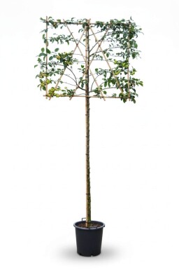 Malus 'Red Sentinel' espalier
