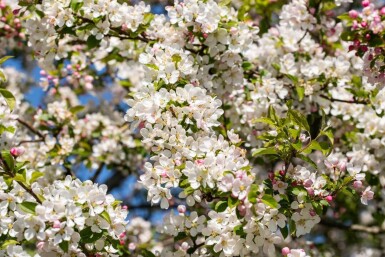 Malus 'Red Sentinel' espalier 10/12 200cm tronc 150b x 120h
