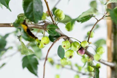 Malus 'Red Sentinel' espalier 10/12 200cm tronc 150b x 120h