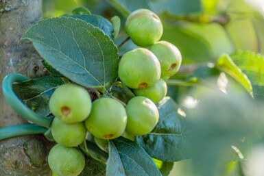 Malus 'Red Sentinel' espalier 10/12 200cm tronc 150b x 120h