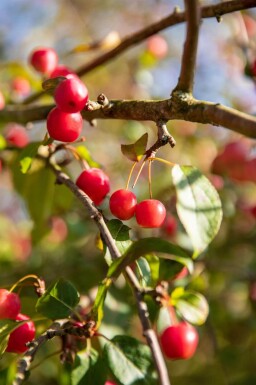 Malus 'Red Sentinel' espalier 10/12 200cm tronc 150b x 120h