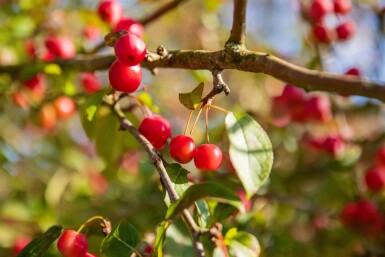 Malus 'Red Sentinel' en plateau 10/12 240cm tronc 120x120