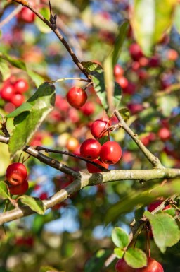 Malus 'Red Sentinel' en plateau 10/12 240cm tronc 120x120