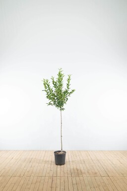 Malus 'Red Sentinel' demi-tige 120cm tronc