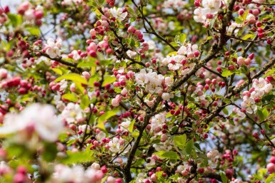 Malus 'Red Sentinel' demi-tige 120cm tronc