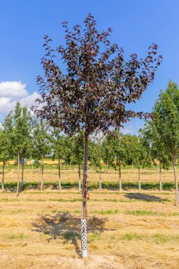 Malus 'Royalty' haute-tige