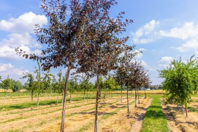 Malus 'Royalty' haute-tige