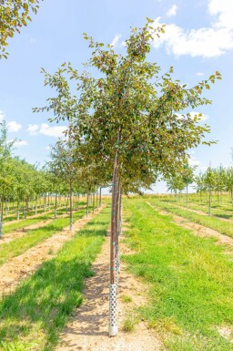 Malus 'Rudolph' haute-tige 12/14