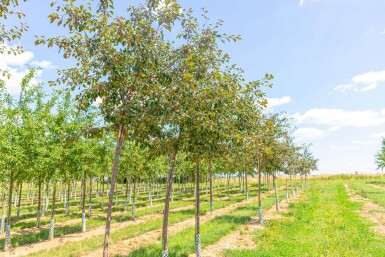 Malus 'Rudolph' haute-tige 12/14