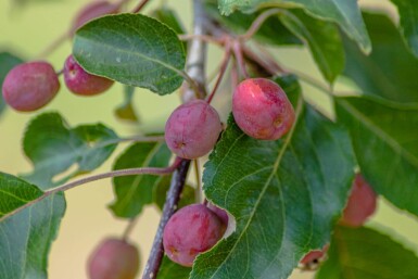 Malus 'Rudolph' haute-tige 12/14