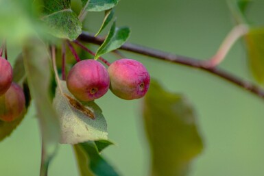Malus 'Rudolph' haute-tige 12/14