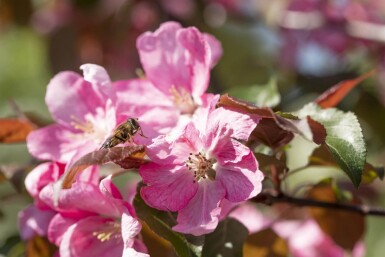 Malus 'Rudolph' haute-tige 12/14