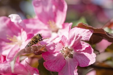 Malus 'Rudolph' haute-tige 12/14