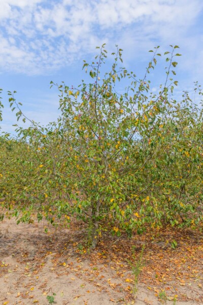 Malus 'Rudolph' cépée 200-250