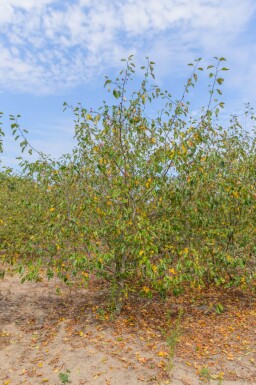Malus 'Rudolph' cépée 200-250