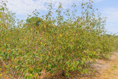 Malus 'Rudolph' cépée 200-250